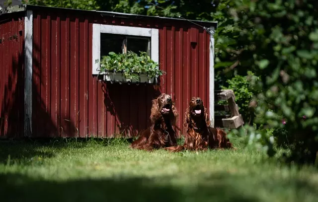 Hunde-gerecht Garten